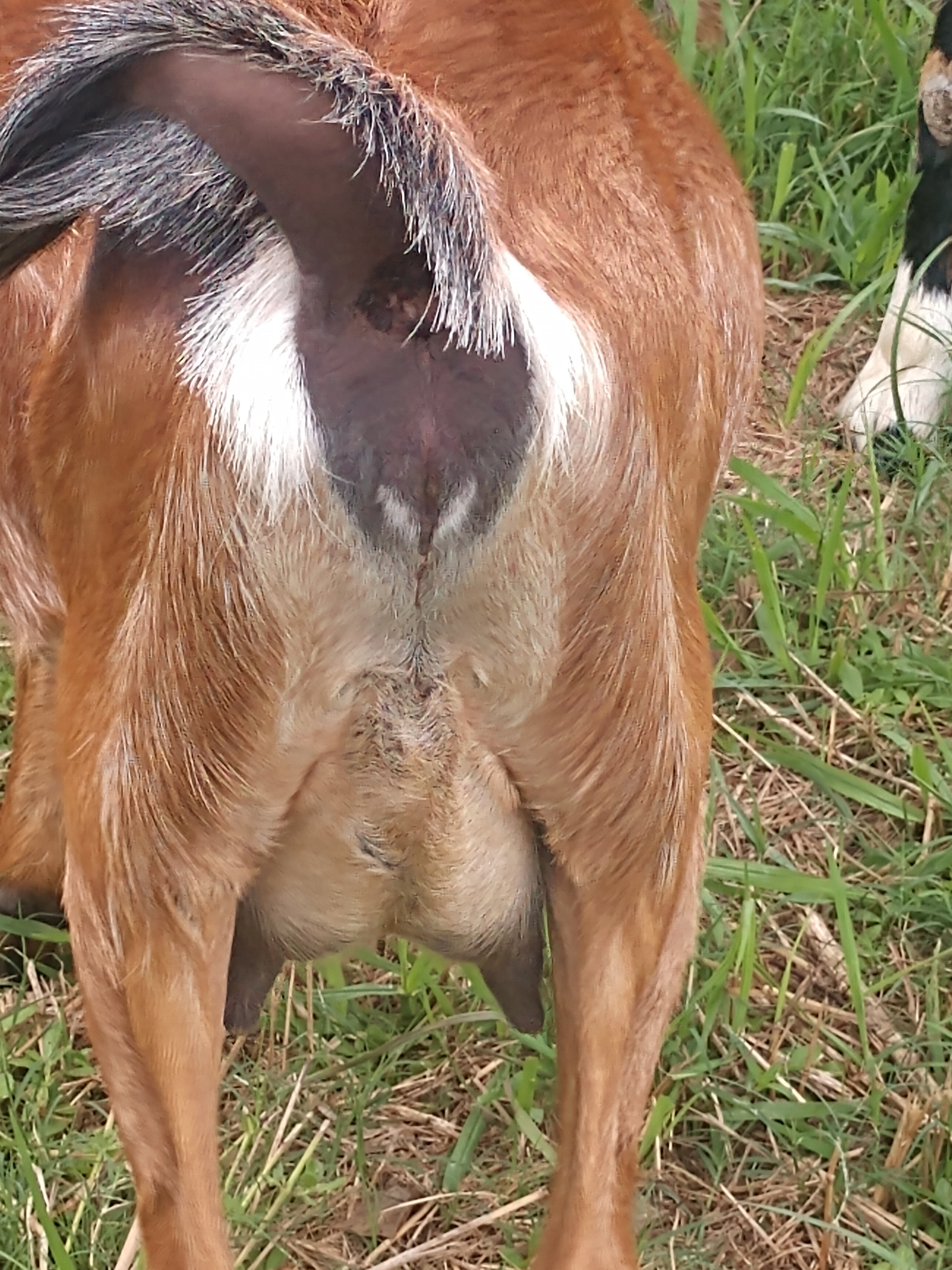 The goat spot forum