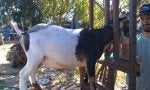Plant Tree Goat Working animal Fawn