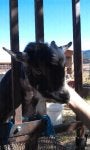 Sky Working animal Fawn Terrestrial animal Horn