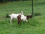 My Goats.jpg