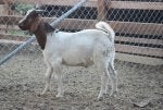 Vertebrate Fence Goat Mammal Mesh