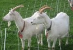 Goat Grass Plant Terrestrial animal Fence
