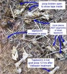 tapeworm3-lg.jpg
