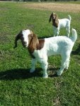 Plant Dog breed Grass Fawn Companion dog