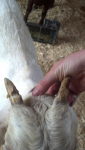 Gesture Working animal Fawn Dog breed Snout
