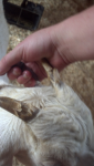 Hand Finger Gesture Dog breed Carnivore
