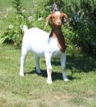 Plant Dog Carnivore Dog breed Companion dog