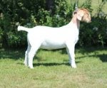Plant Working animal Grass Terrestrial animal Dog breed