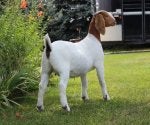 Dog Plant Carnivore Dog breed Fawn