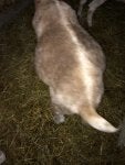 Vertebrate Cat Felidae Carnivore Small to medium-sized cats