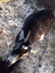Mammal Fawn Terrestrial animal Snout Livestock
