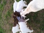 Dog breed Working animal Fawn Carnivore Grass