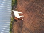 Plant Dog breed Carnivore Wood Dog