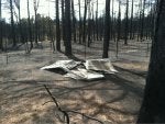 Plant community Plant Natural landscape Leaf Wood