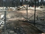 Tree Wood Road surface Asphalt Automotive tire