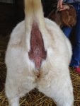 kitty bottom 2.jpg