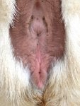 kitty bottom 1.jpg