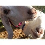 ImageUploadedByGoat Forum1470615491.459623.jpg